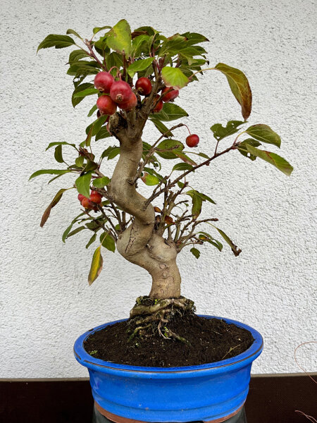 Malus/ Apfel, 17 Jahre