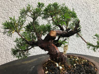 Juniperus chinensis Itoigawa 02